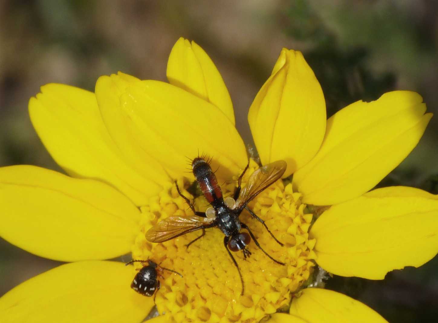 Cylindromyia nana?